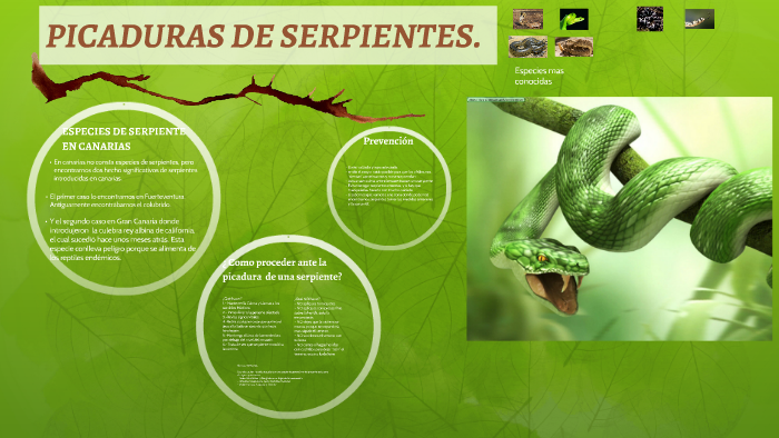 PICADURAS DE SERPIENTES. by Patricia Abad Medina on Prezi