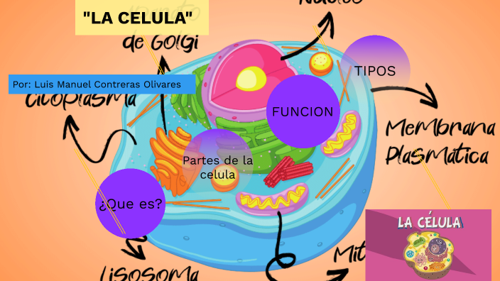 La Celula By Luis Manuel Olivares On Prezi