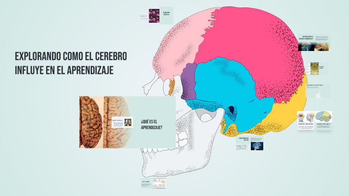 el aprendizaje y el cerebro by JAZMIN GONZALEZ on Prezi
