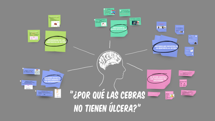 ¿Por qué las cebras no tienen úlcera? by CRISTINA ESLAVA IBARROLA on Prezi