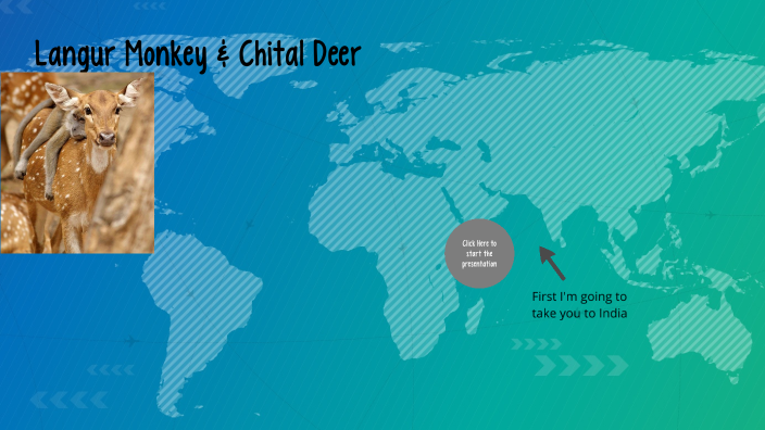 Langur Monkey & Chital Deer by Weston Luzier on Prezi