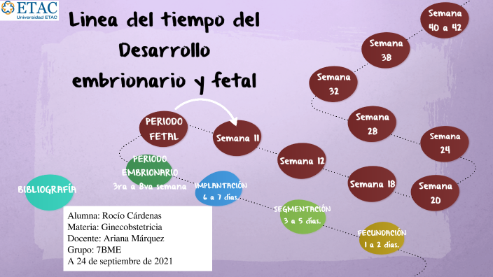 Desarrollo Embrionario Y Fetal By Rocío Cárdenas Ricaño On Prezi 