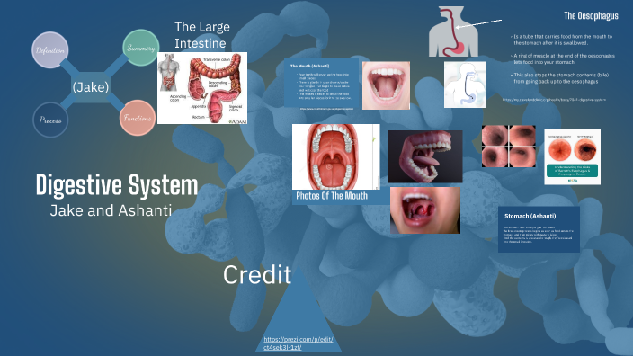 The Digestive System by Ashanti Requena on Prezi