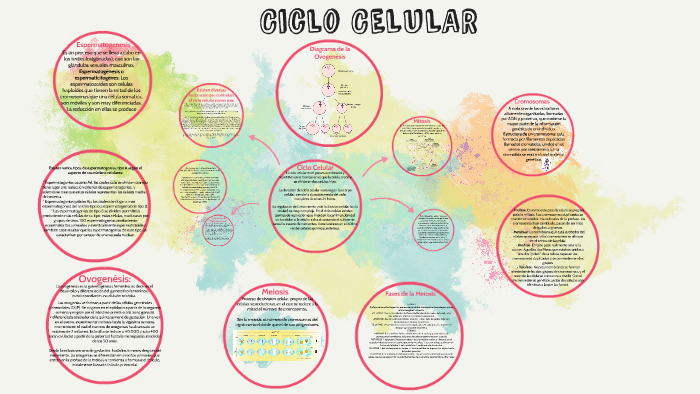 Ciclo CELULAR by on Prezi