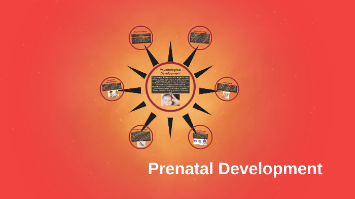 Prenatal Development by Emma Landry on Prezi
