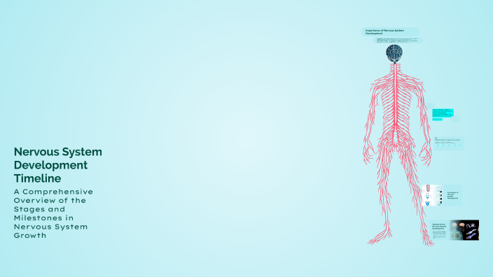 Nervous System Development Timeline by karina calmo on Prezi