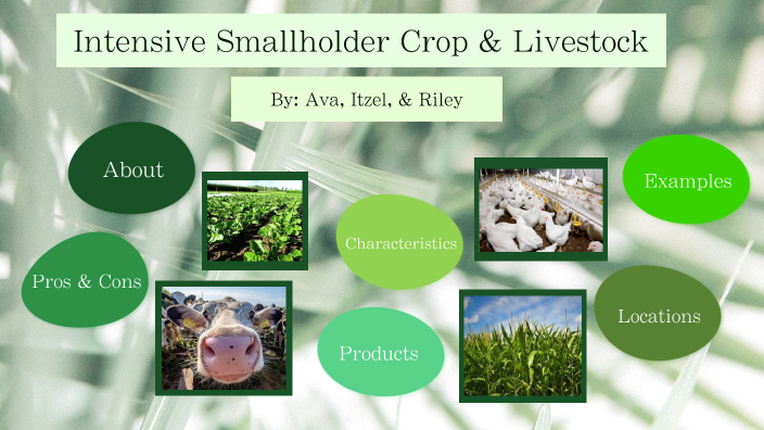 Intensive Smallholder Crop & Livestock by Ava Mason on Prezi