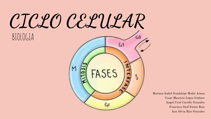 CICLO CELULAR by ANA SILVIA RIZO GONZALEZ on Prezi