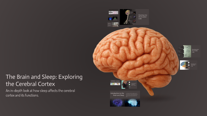 The Brain and Sleep: Exploring the Cerebral Cortex by Sidney Folkenberg ...