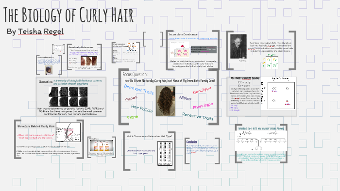 The Biology Of Curly Hair By Teisha Regel On Prezi