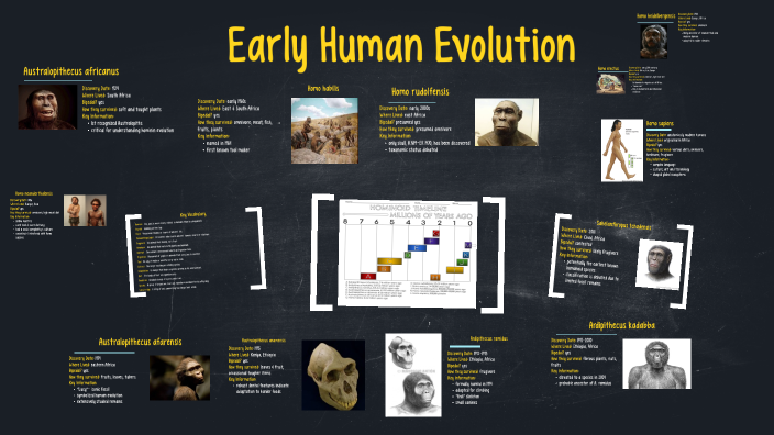Early Human Evolution by Brianna Stultz on Prezi