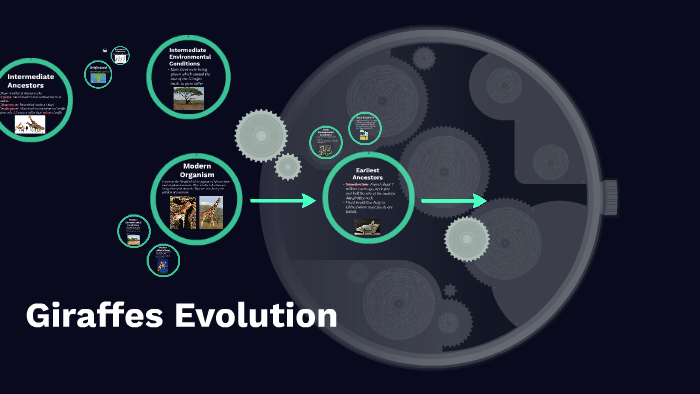 Giraffes Evolution by Livingston Lopez on Prezi