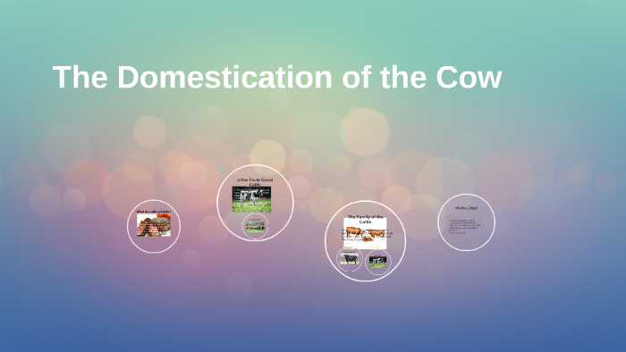 The Domestication of the Cow by Kaitlin Beltran on Prezi