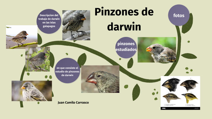 Pinzones De Darwin By Juan Carrasco On Prezi