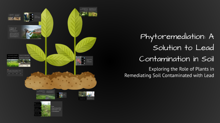 Phytoremediation: A Solution to Lead Contamination in Soil by SAI SREE ...