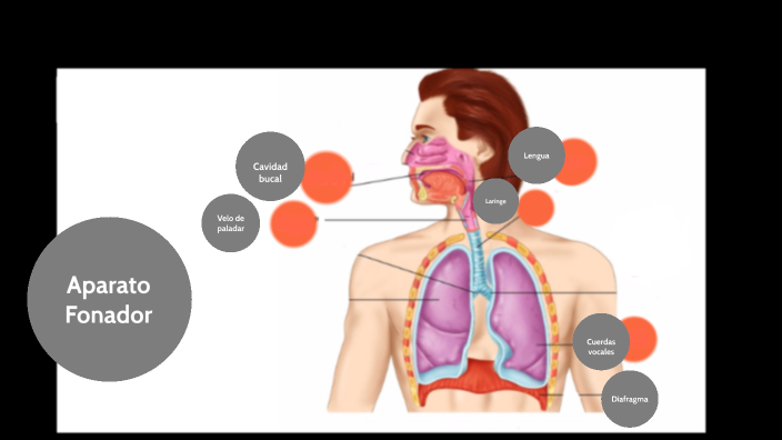 Aparato Fonador By Carolina Galvis On Prezi