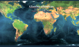 Реферат: Glaucus atlanticus