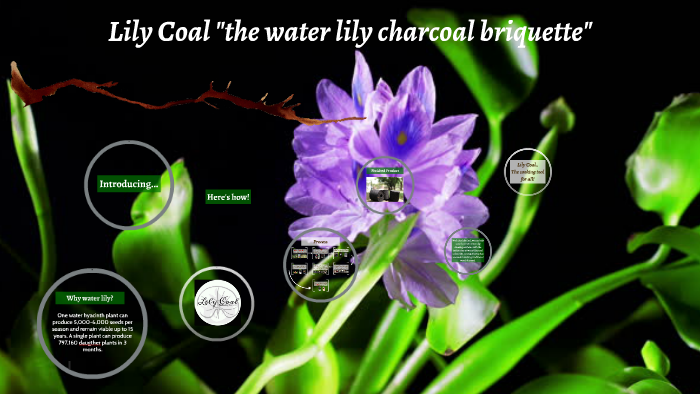 Water lily Charcoal Briquette by adrian herrera on Prezi