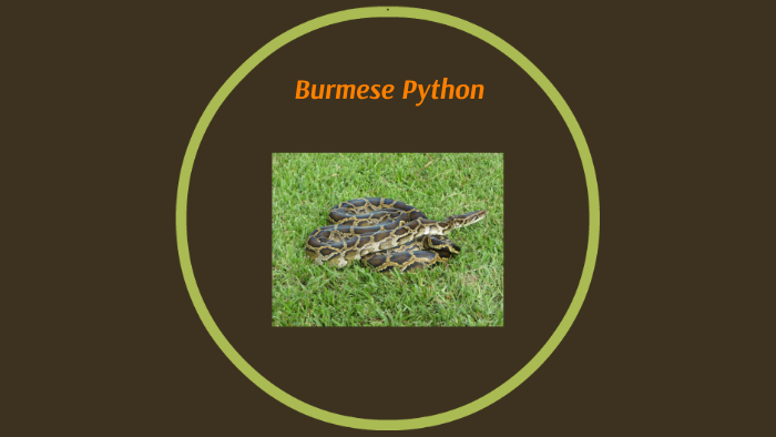 Burmese Python by Aria Abedi