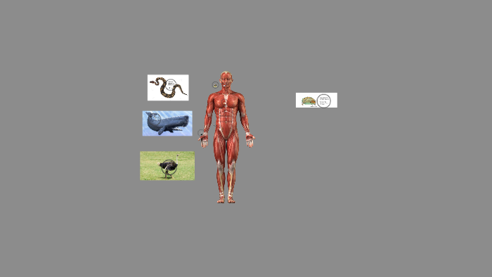 Rudimentäre Organe by ignacio vioque lombardo on Prezi