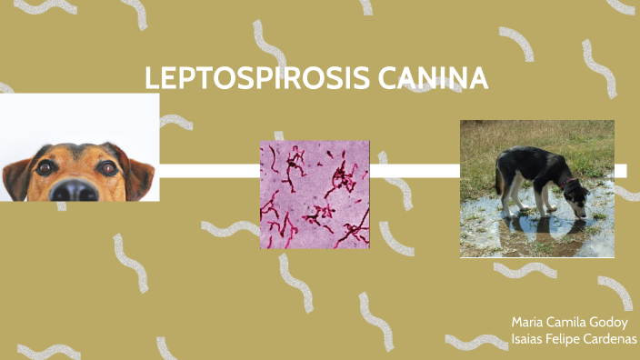 Encefalopatia renal leptospirosis canina by maria camila godoy on Prezi