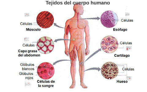 tejidos del cuerpo humano by Jose Franco on Prezi Next