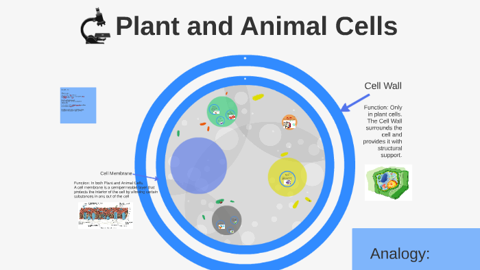 Plant and Animal Cells by Aidan Conroy on Prezi