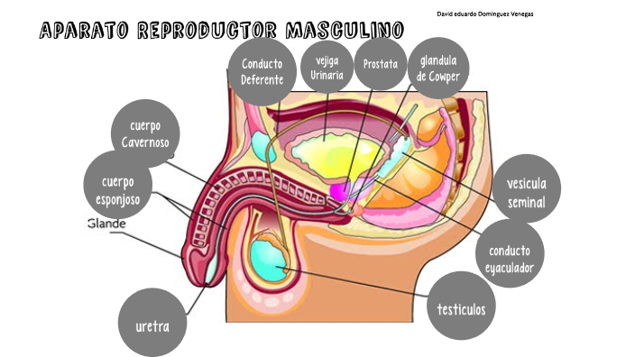 Cuerpo Calloso Del Aparato Reproductor Masculino