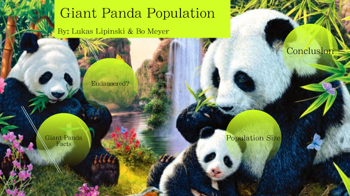 Giant Panda Population: Giant Panda Species – BNVS