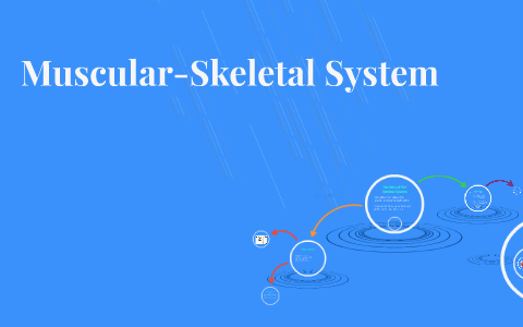 Muscular-skeletal System By Jacqueline Truluck