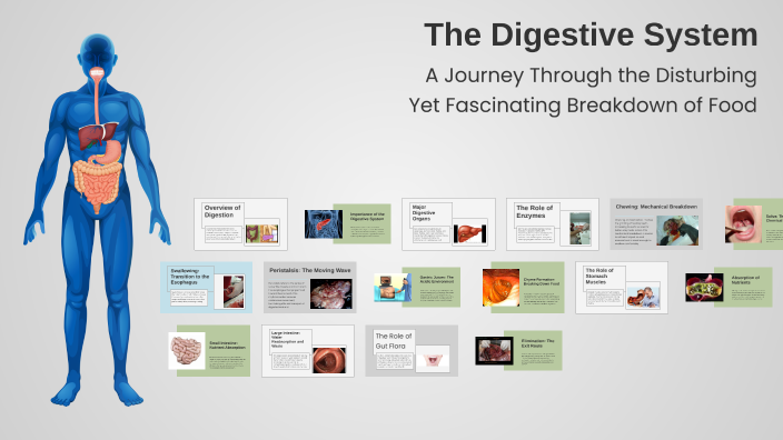 The Digestive System by Zaida Moreno on Prezi