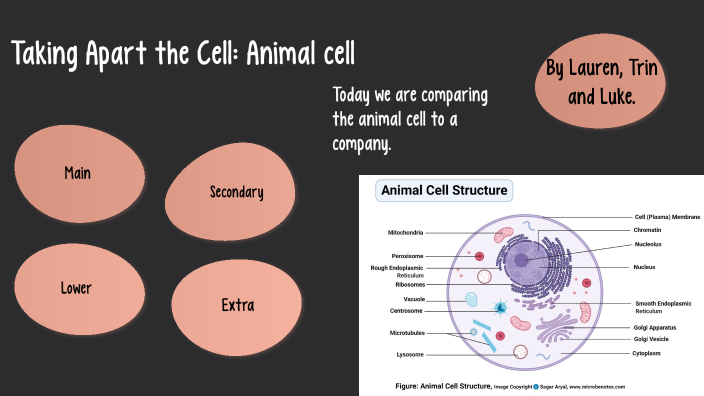 Animal cell by Lauren Senneker on Prezi