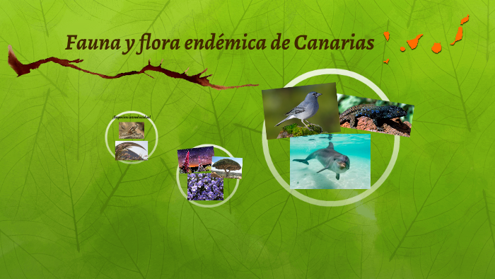 Fauna y flora endémica de Canarias by Fer Z