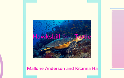 Hawksbill Sea Turtle by Mallorie Anderson on Prezi