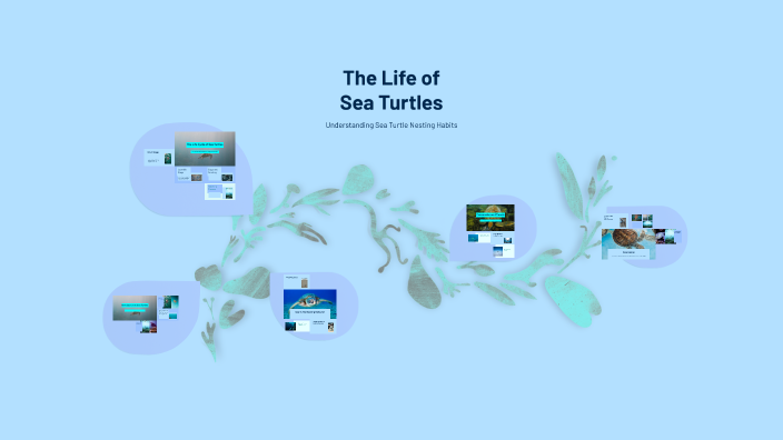 The Life of Sea Turtles by madison king on Prezi