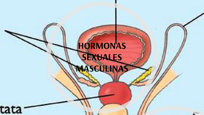 Tareas del hogar Boda Compulsión HORMONAS SEXUALES MASCULINAS by Salome Rivera