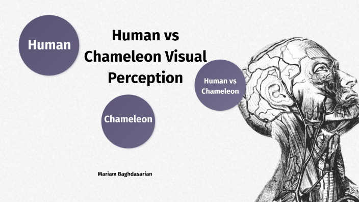 Human vs Chameleon Eye by MARIAM BAGHDASARIAN on Prezi