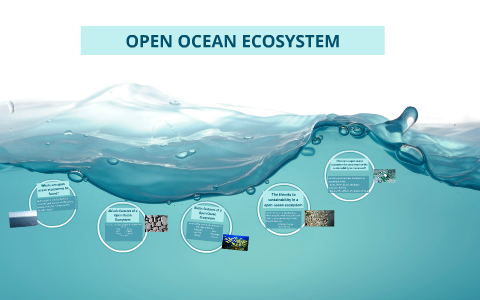 OPEN OCEAN ECOSYSTEM by Ashley Coss on Prezi