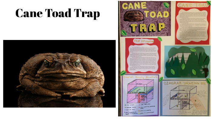 Cane Toad Trap by D ! on Prezi