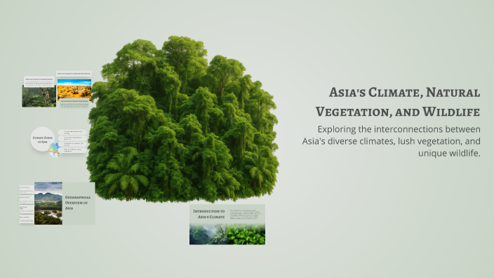 Asia's Climate, Natural Vegetation, and Wildlife by Ali N on Prezi