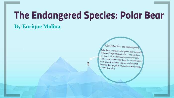 The Endangered Species: Polar Bear by Enrique Molina on Prezi