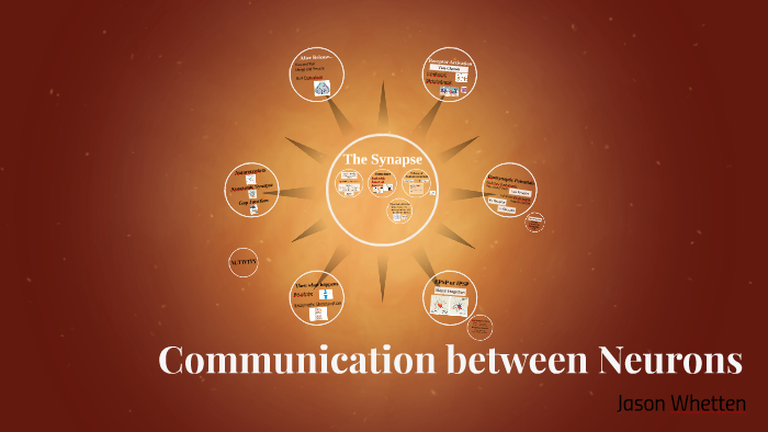 Communication Between Neurons By Jason Whetten On Prezi