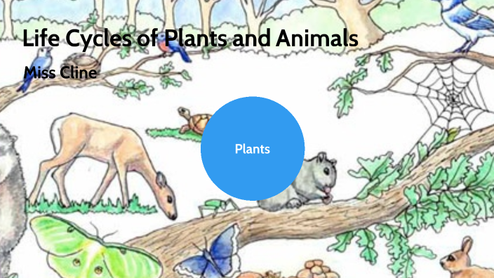 Life Cycles of Plants and Animals by Tiffani Cline on Prezi