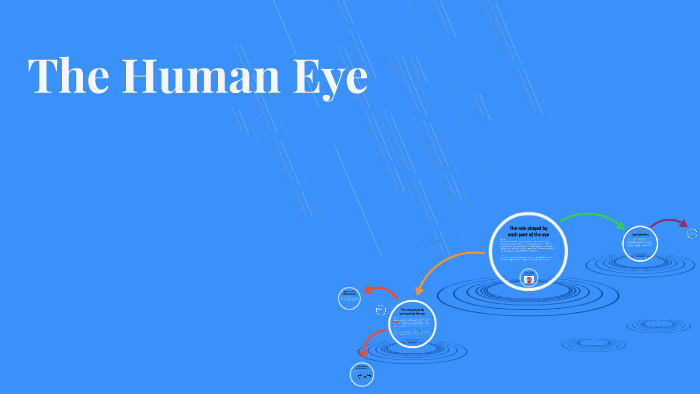 The Human Eye by Lucie Heseltine on Prezi