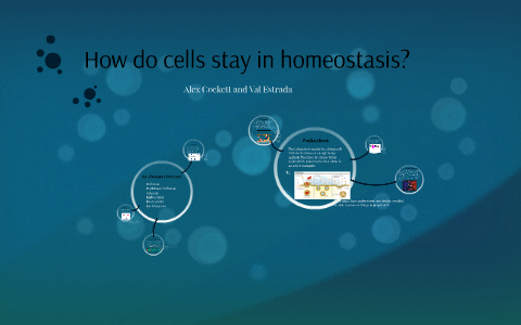 How do cells stay in homeostasis? by Valerie Estrada