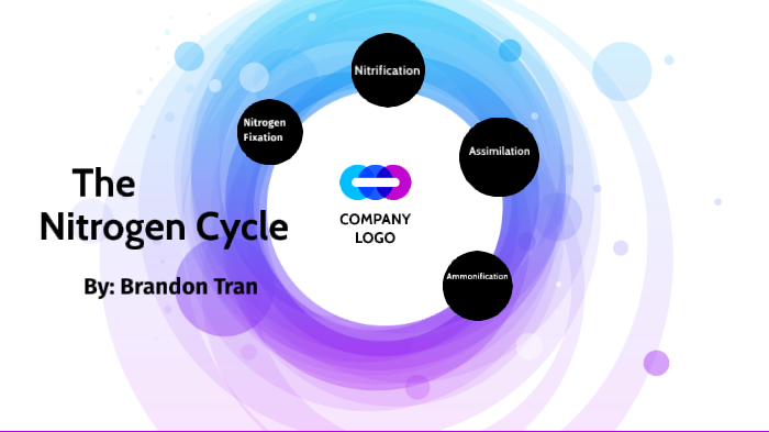 The Nitrogen Cycle by Brandon Tran on Prezi