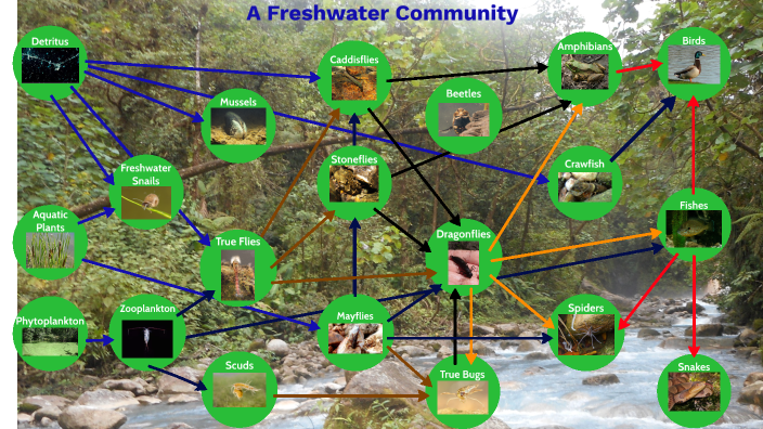 Freshwater Food Web Collapse What You Need To Know Now - eggd8oh