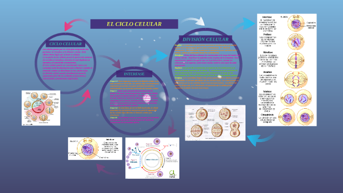 el ciclo celular by Erika Manzano on Prezi