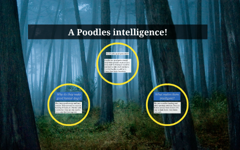 POODLES INTELLIGENCE? by shirin imani on Prezi