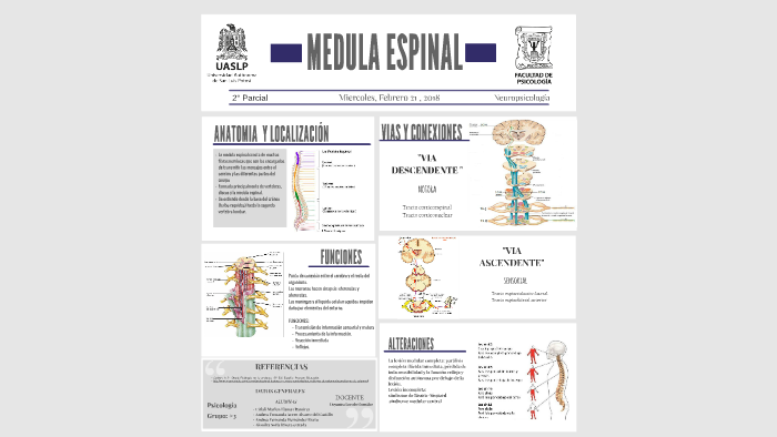 Anatomia Espinal Poster